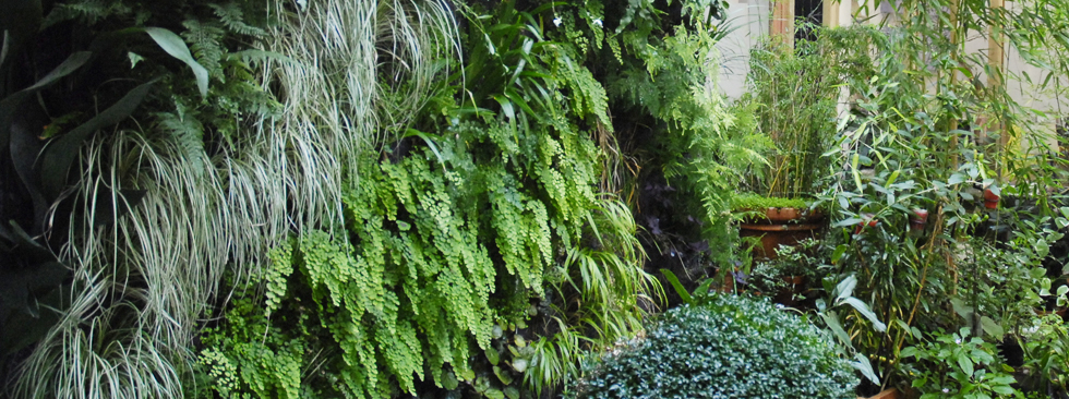 La luxuriance d'un mur végétal dans une cour parisienne