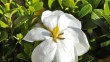 Les fleurs parfumée du Gardenia 'Klein's hardy', le seul gardenia parfaitement rustique.