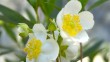La fraicheur des fleurs du Carpenteria californica