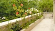Les premières fleurs des rosiers sarmenteux plantés cette année égayent la longue terrasse donnant sur le jardin.