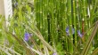 Dès juin, les fleurs bleues du géranium 'Orion' jouent avec les reflets cuivrés de l'Astelia chathamica 'Bronze Spear/06/12 - 11