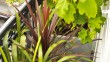 Contraste avec Phormium cookianum, cordyline pourpre et hortensia à feuille de chêne