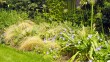 En juillet, les agapanthes en bouton dominent un massif de cheveux d'ange (stipa tenuifolia) et de géranium vivace 'Rozanne'.